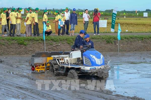 Ứng dụng kỹ thuật sạ lúa cụm giúp nông dân giảm chi phí