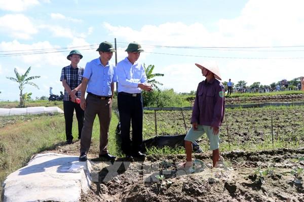 Hải Dương khôi phục sản xuất nông nghiệp sau bão số 3