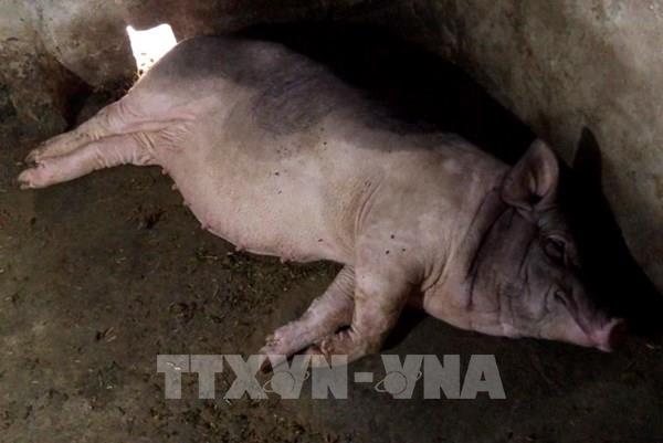 Khẩn trương ứng phó với dịch tả lợn châu Phi