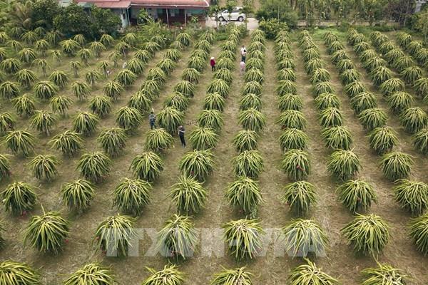 Siết chặt quản lý mã số vùng trồng và cơ sở đóng gói