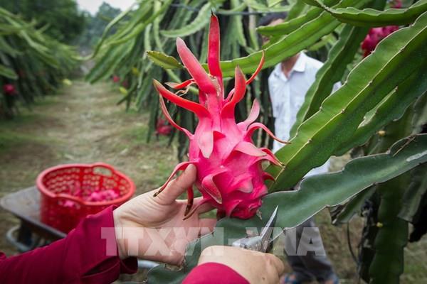 Phát triển vùng thanh long ruột đỏ chất lượng cao