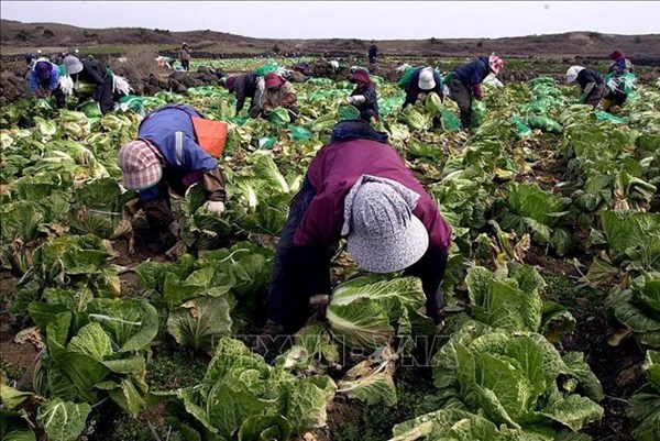 Hàn Quốc tăng phân bổ lao động nước ngoài trong lĩnh vực chăn nuôi và làm vườn