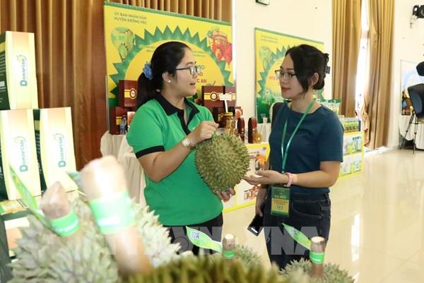 Đắk Lắk thu hút đầu tư vào huyện trọng điểm sầu riêng Krông Pắc