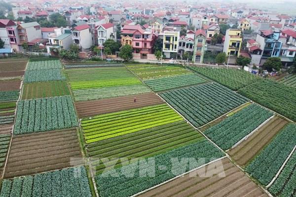 Mê Linh xây dựng "Tuyến đường hoa kiểu mẫu", "Cánh đồng sạch"