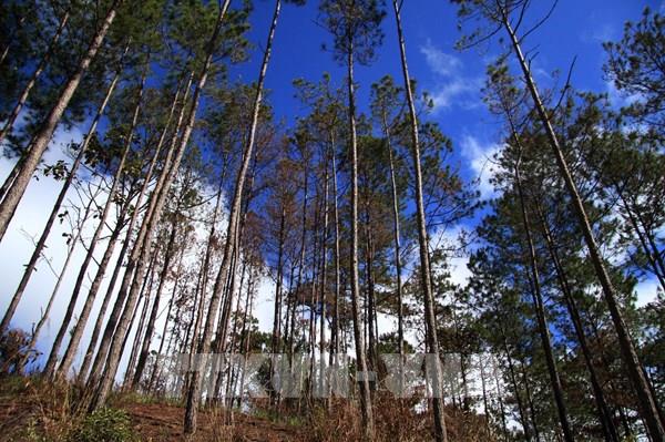 Lâm Đồng tăng đơn giá quản lý bảo vệ rừng lên gần 400 nghìn đồng/ha/năm