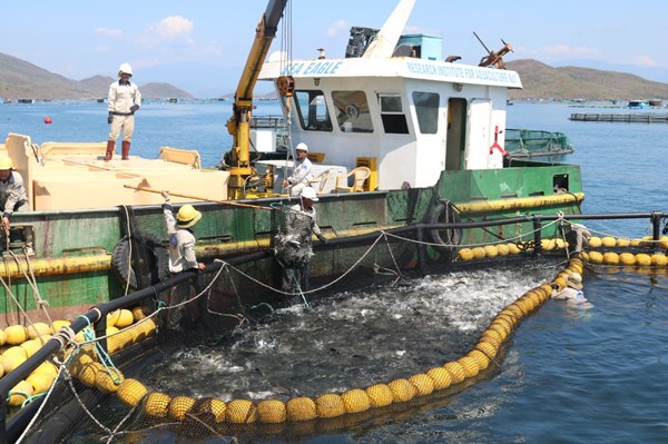 Phát triển nuôi trồng thuỷ sản trên biển phải tích hợp đa giá trị
