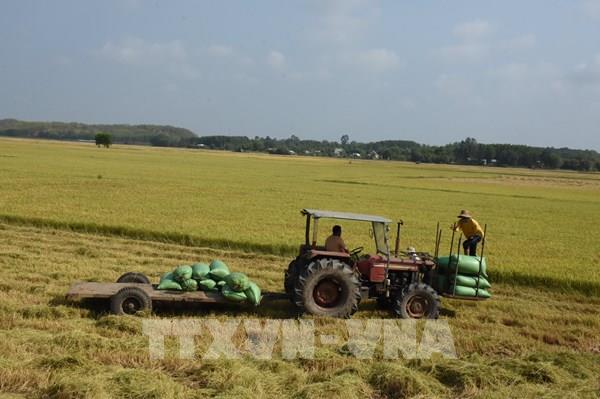 Năng suất và giá lúa Hè Thu ở Bà Rịa - Vũng Tàu giảm mạnh