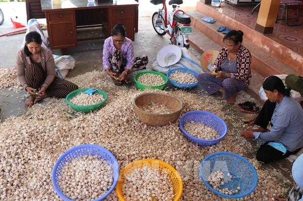 Nâng cao giá trị và thương hiệu tỏi Lý Sơn