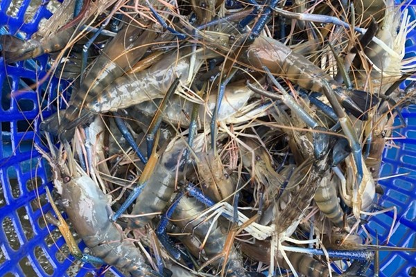 Hoa Kỳ tiếp tục áp thuế chống bán phá giá với tôm nước ấm nhập khẩu từ Việt Nam