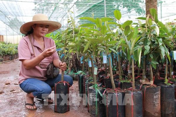 Sản xuất giống cây trồng - Bài 1: Cầu lớn cung vẫn hạn chế