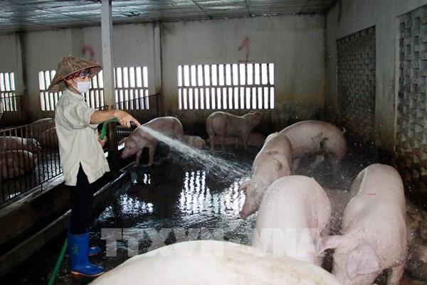 Giá lợn hơi hôm nay 13/9 giảm nhẹ
