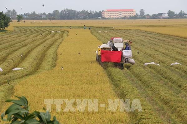 Thị trường nông sản tuần qua: Giá lúa, gạo đều tăng