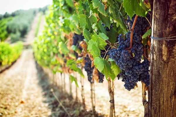 Nho tươi - Niềm tự hào của vùng đất cực Nam Italy