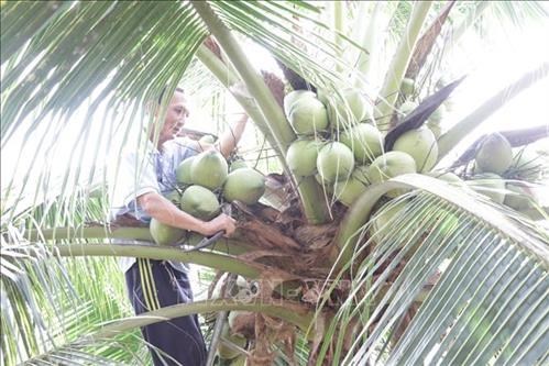 Giá dừa sáp Trà Vinh tăng cao