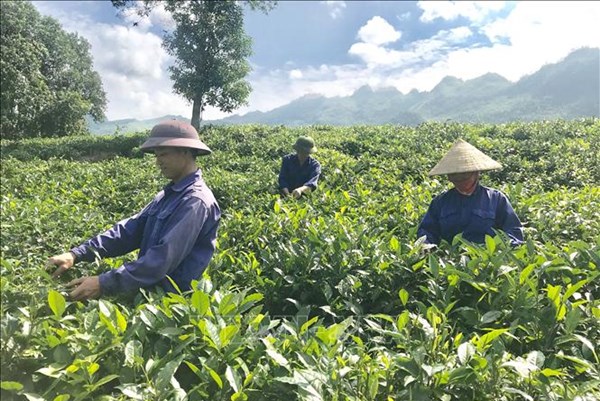 Lào Cai giải quyết việc làm cho 8.620 lao động