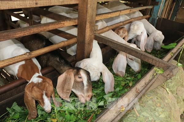 Nông dân vùng biên giới nuôi dê mang lại hiệu quả kinh tế cao