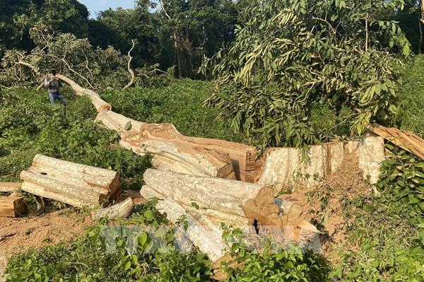 Phát hiện thêm các vụ phá rừng tại Phú Yên