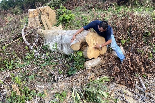 Phát hiện thêm các vụ chặt phá rừng tại xã Sơn Hội, huyện Sơn Hòa, Phú Yên
