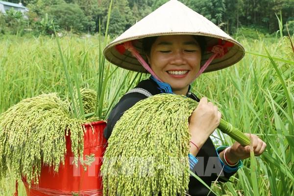 Mùa Thu vàng trên Cao nguyên trắng Bắc Hà