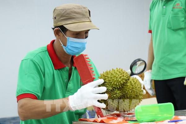 Sầu riêng Ri6 đã có mặt tại thị trường Anh