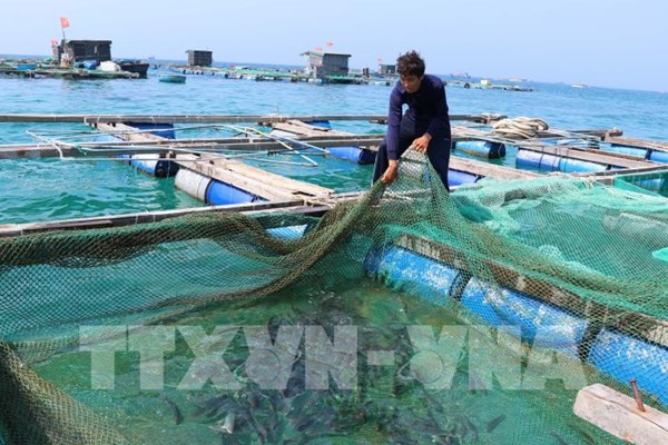 Nuôi trồng thủy sản bền vững: Bài 1: Phát triển gắn với bảo vệ môi trường