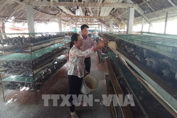 Dấu ấn tín dụng chính sách trên xứ dừa