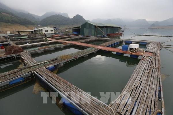 Dư địa nào cho phát triển nuôi trồng thủy sản vùng hồ chứa?