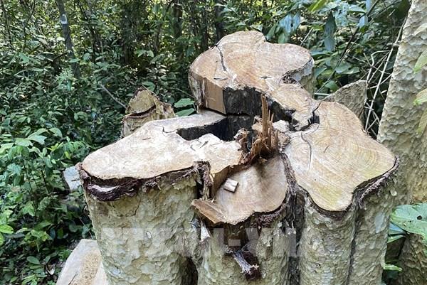 Phản hồi TTXVN: Điều tra, làm rõ các vụ phá rừng tại huyện Sơn Hòa, Phú Yên