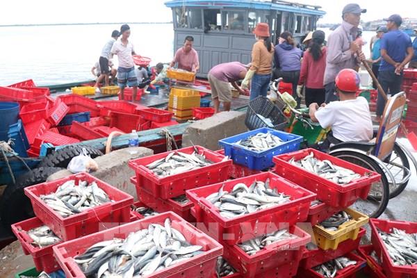 Ngư dân Quảng Trị đã có thu nhập cao khi giá dầu giảm mạnh