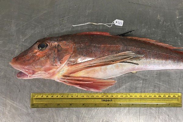 Báo động tình trạng cá thương mại ăn phải vi nhựa