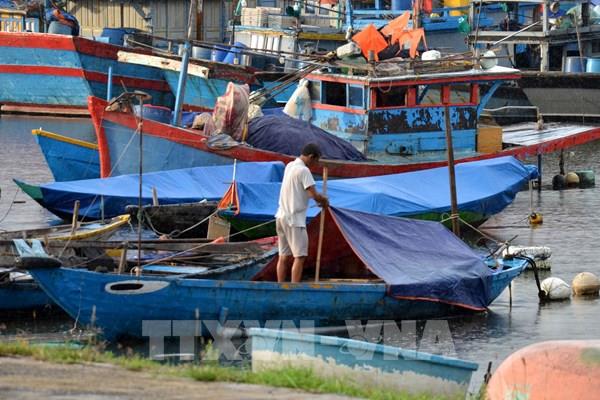 Ứng phó bão số 4: Tích cực thu hoạch sớm diện tích lúa, rau màu