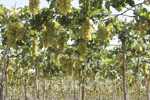 Phát triển kinh tế xanh - tuần hoàn từ sản phẩm OCOP