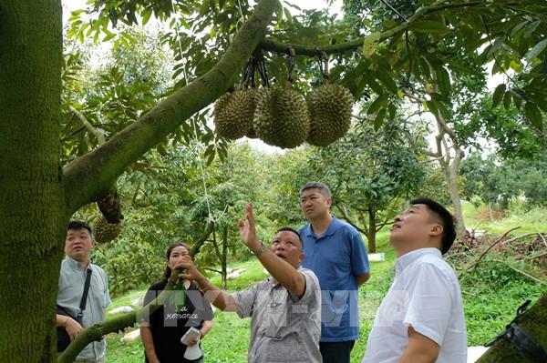 Xuất khẩu chính ngạch sang Trung Quốc: Cơ hội cho sầu riêng nghịch vụ Lâm Đồng