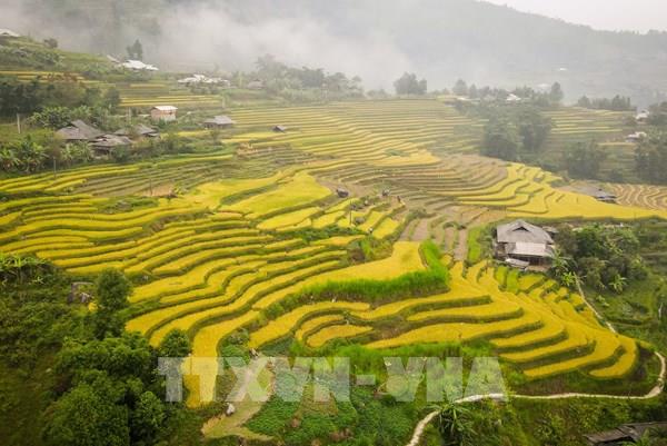 Sắc vàng phủ kín ruộng bậc thang vùng cao Hà Giang