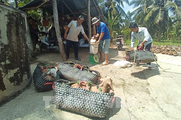 Bến Tre khuyến khích nông dân tham gia các tổ hợp tác chăn nuôi dê