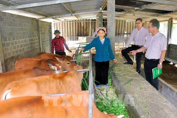 Gần 450.000 lượt đối tượng chính sách ở Yên Bái được hưởng tín dụng ưu đãi