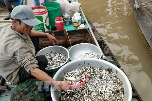 Người dân đầu nguồn châu thổ Cửu Long mưu sinh mùa lũ