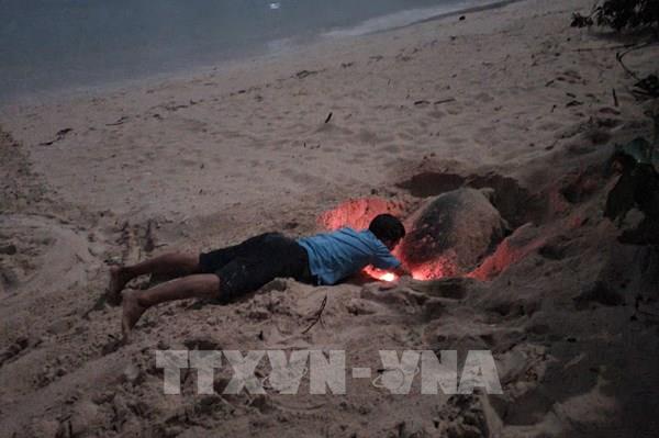 Cận cảnh ấp nở và thả Rùa về biển