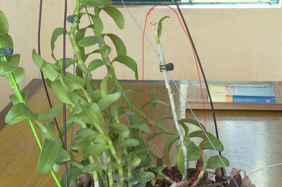 Lừa đảo bán lan đột biến, chiếm đoạt hàng tỷ đồng