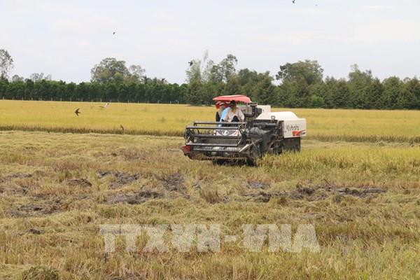 Nông dân phấn khởi trúng mùa, trúng giá