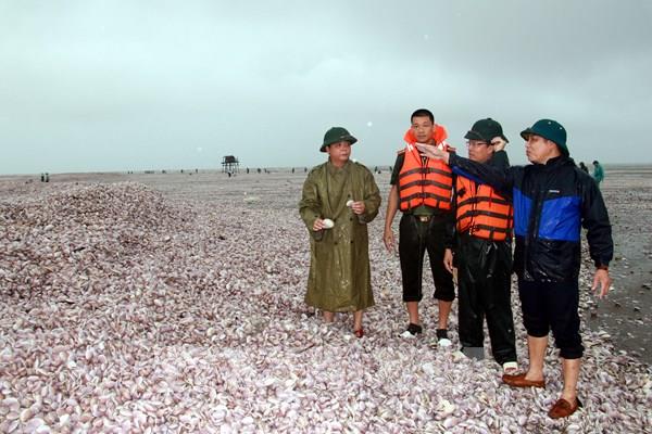 Xác định nguyên nhân hiện tượng ngao giấy trôi dạt vào bờ biển Nam Định 