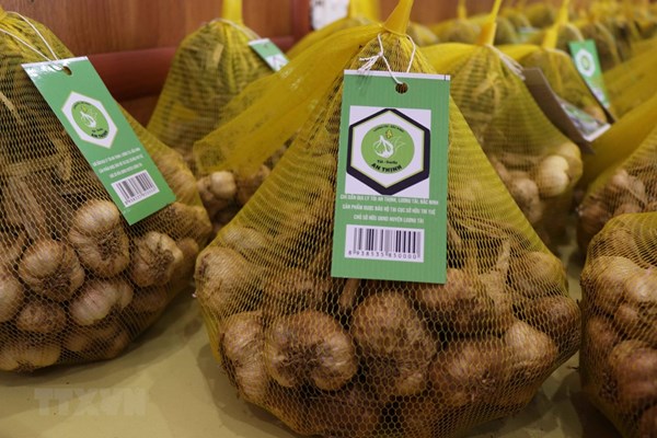 Đầu tư gần 130 tỷ đồng phát triển vùng trồng tỏi An Thịnh