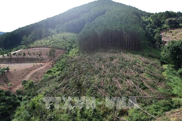 Lâm Đồng: Phát hiện vụ phá "trắng" rừng thông 3 lá 20 năm tuổi