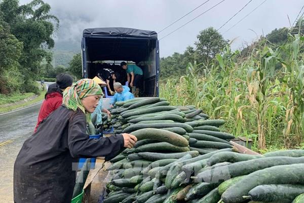 Người dân Lai Châu tăng thu nhập từ trồng bí xanh