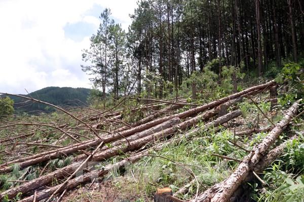Lâm Đồng khẩn trương điều tra, xử lý vụ phá trắng rừng thông 20 năm tuổi