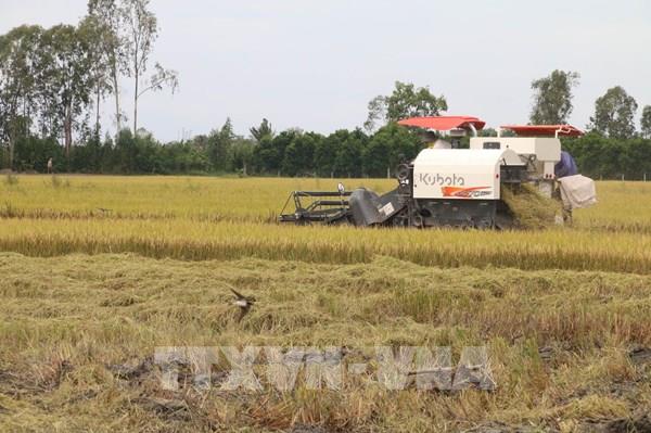 Tiền Giang khẩn trương thu hoạch lúa Hè Thu trước bão lũ