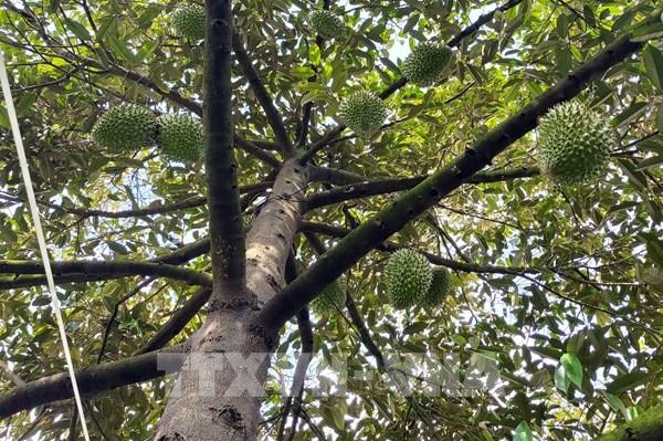Gia Lai chấn chỉnh tình trạng mua bán, gian lận mã số vùng trồng