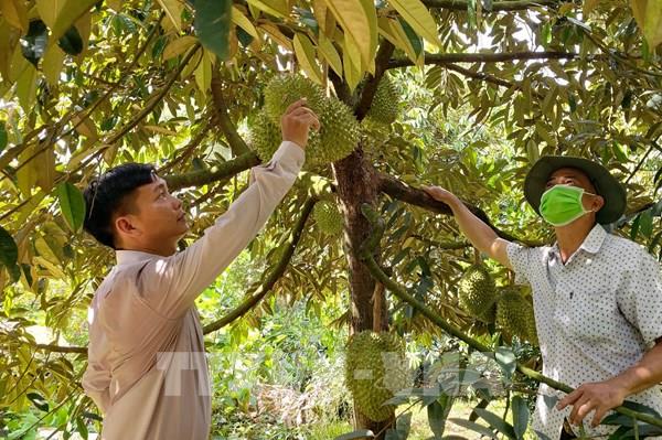 Năm 2023, Cần Thơ sẽ xuất khẩu lô sầu riêng đầu tiên sang Trung Quốc