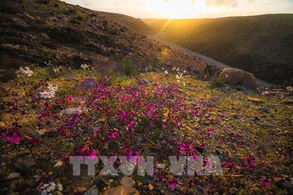 Chile: Kỳ thú hiện tượng “sa mạc nở hoa”