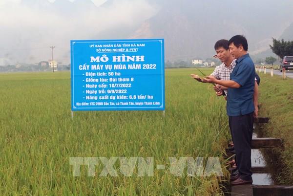 Hà Nam sẽ mở rộng diện tích lúa cấy máy lên 5.000 ha